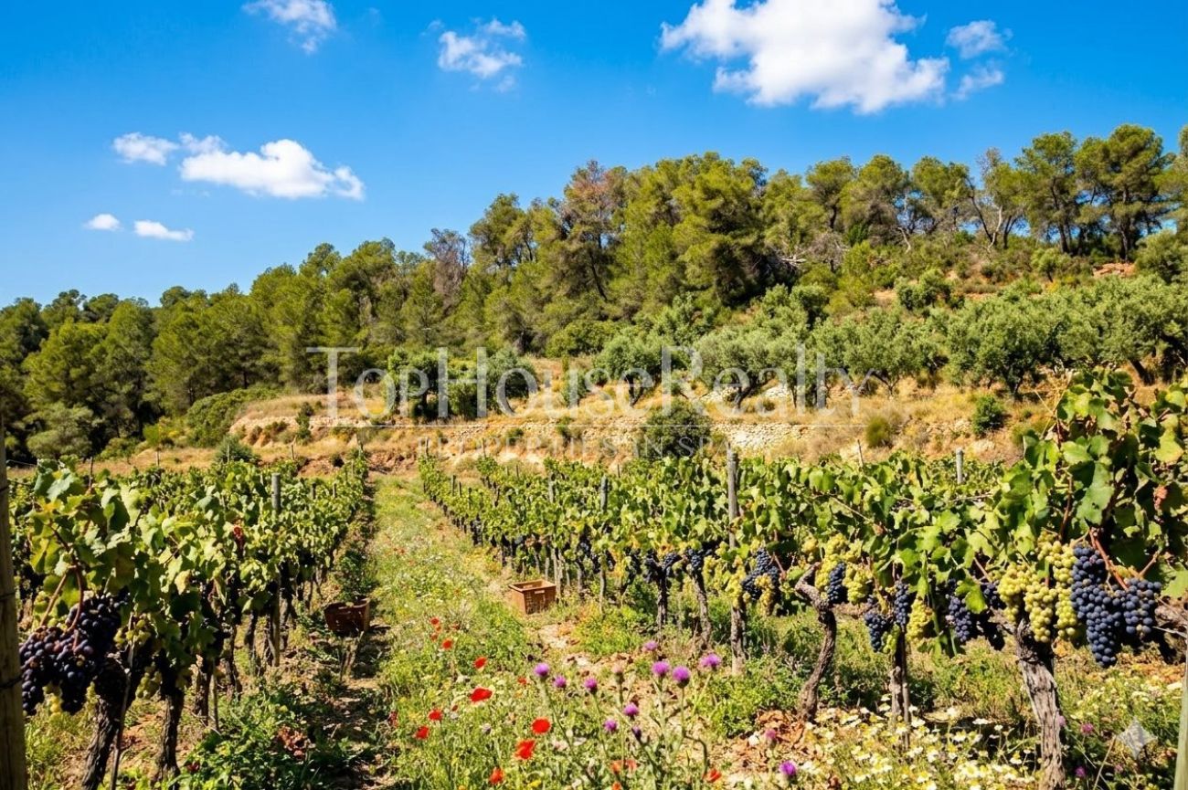 Premium winery for sale in Priorat D.O.Q.