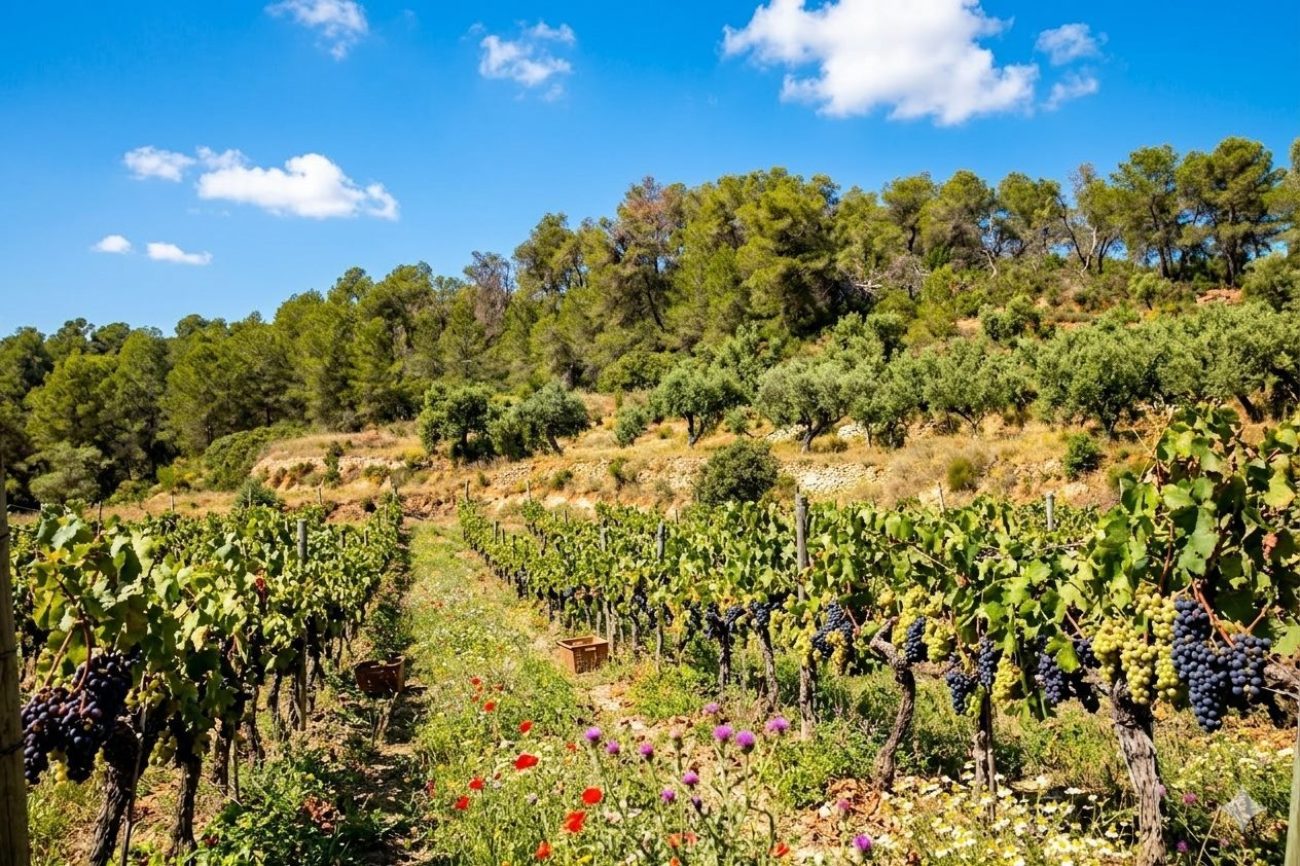 Premium winery for sale in Priorat D.O.Q.