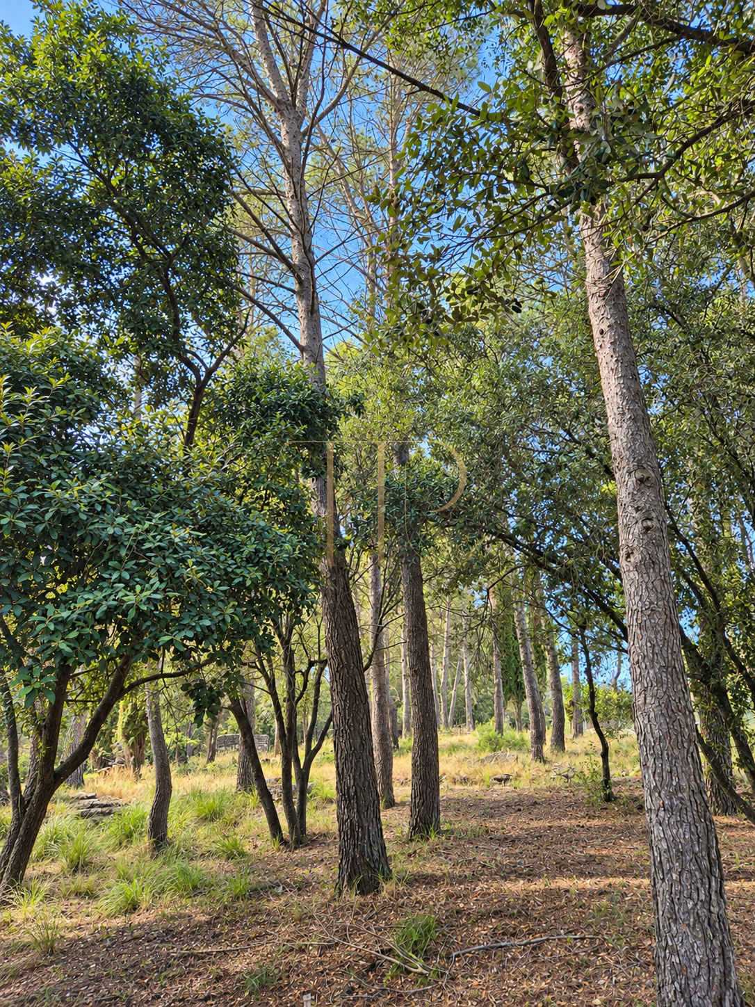 Seven plots for sale in Can Amell, Begues