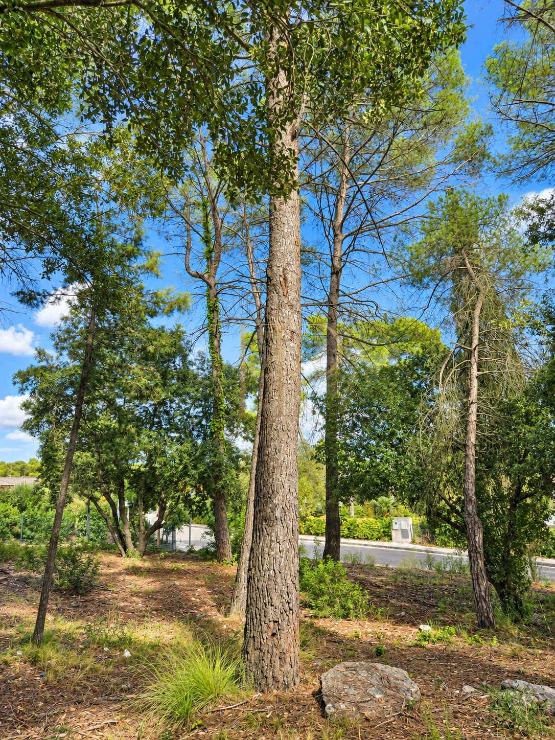 Seven plots for sale in Can Amell, Begues