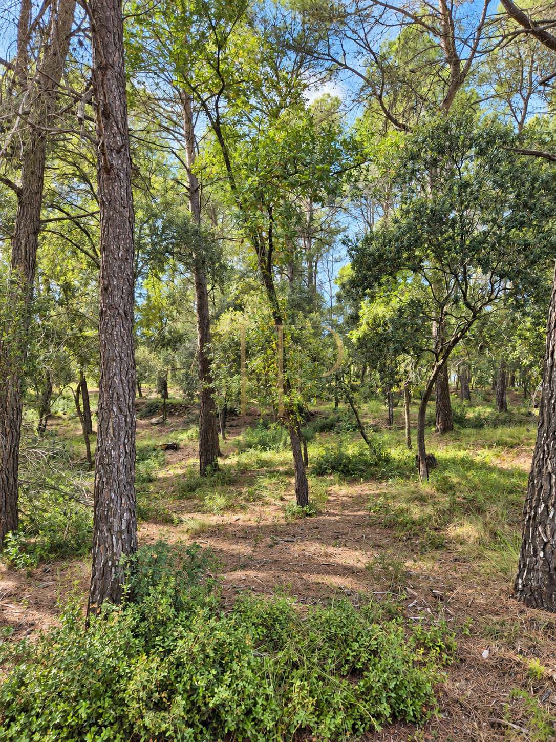 Seven plots for sale in Can Amell, Begues